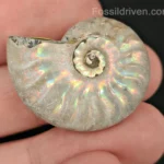ammonoids fossil