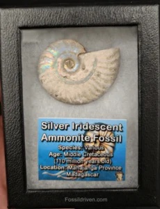 iridescent ammonite