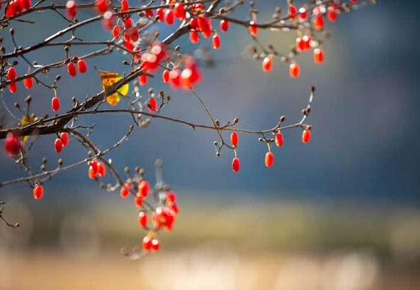 Timeless Foods for Modern Lifestyles