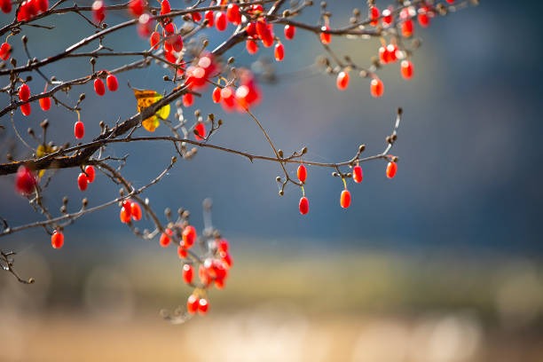 Timeless Foods for Modern Lifestyles